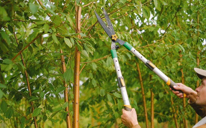 Tree trimming in Minot Afb, ND