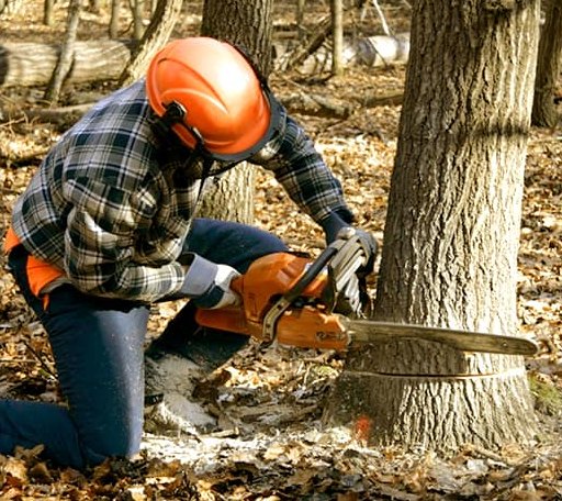 Tree Removal in Minot Afb, ND